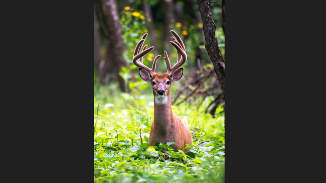 Motorcyclist killed when he collides with deer at 2:30 am, NC Highway Patrol says