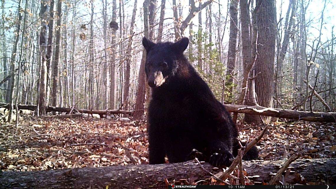 A black bear, not the one pictured here, was found dead on a highway near the Great Smoky Mountains, wildlife rescuers said.