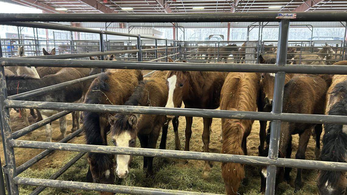 You can buy or adopt a wild horse or burro from the American West at NC event