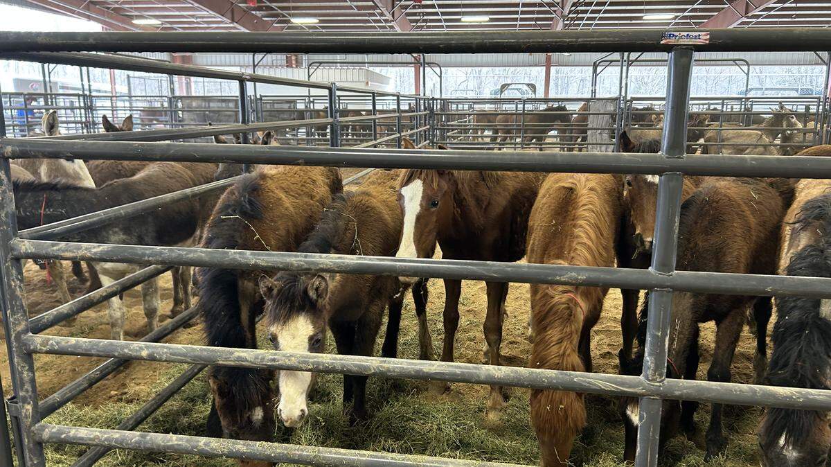 The Bureau of Land Management is staging a wild horse and burro “placement event” in Union County Thursday through Saturday. The animals are coming from public lands in the western United States. 