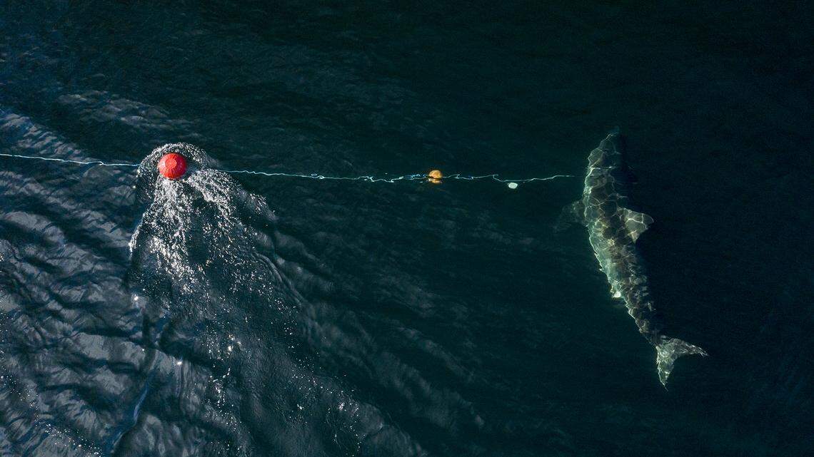 Unama’ki, one of the biggest sharks ever caught in the north Atlantic was tagged by the nonprofit OCEARCH in September 2019, off Nova Scotia and is now being tracked by satellite.