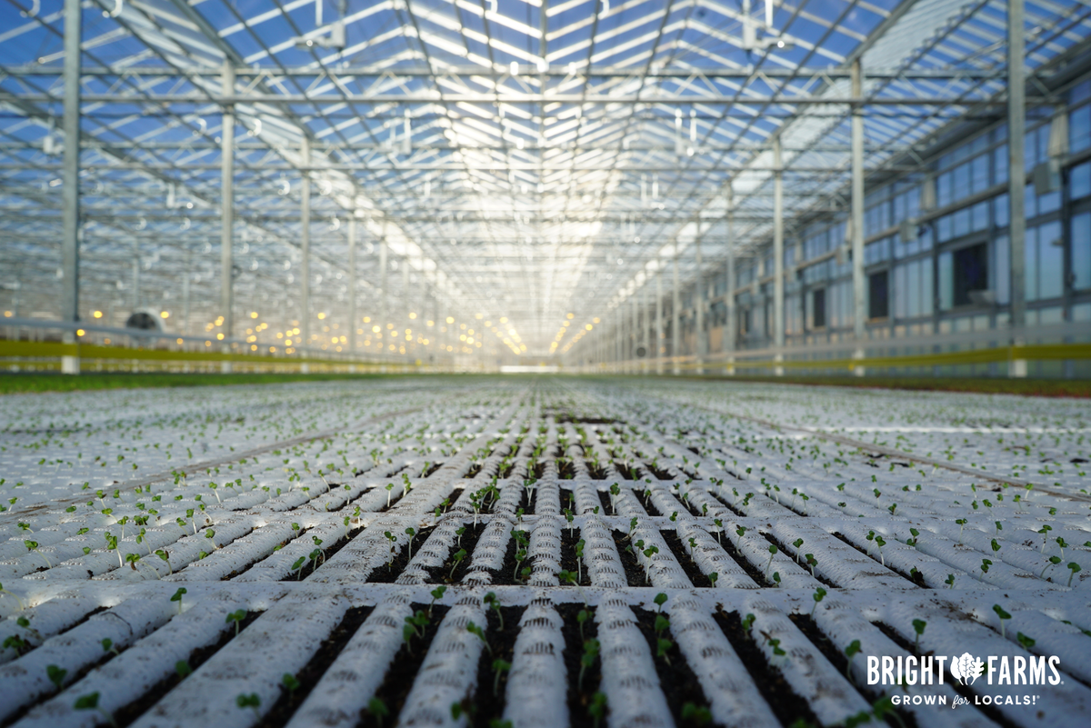 BrightFarms began planting seeds this month in its new 290,000-square-foot Hendersonville, N.C., greenhouse.