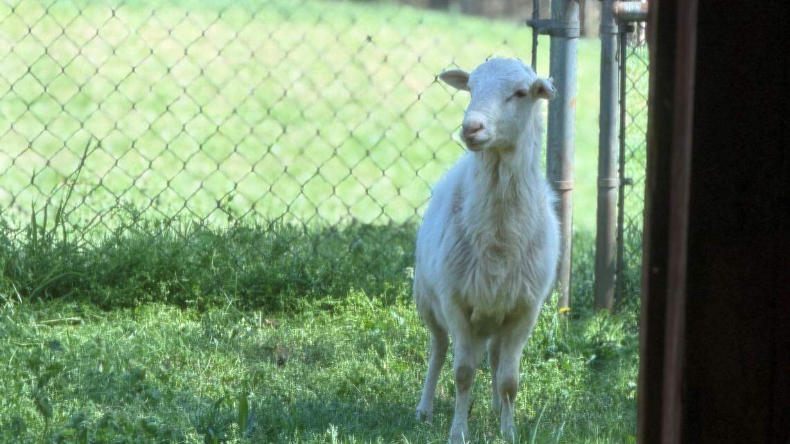 Charlotte police officer herded and rescued this lost sheep on Friday.