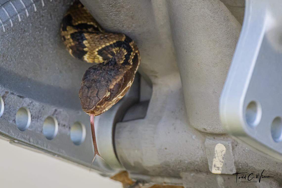 This is what Todd Winn saw when he started looking to see if a cottonmouth got on his boat Sunday off the Outer Banks.