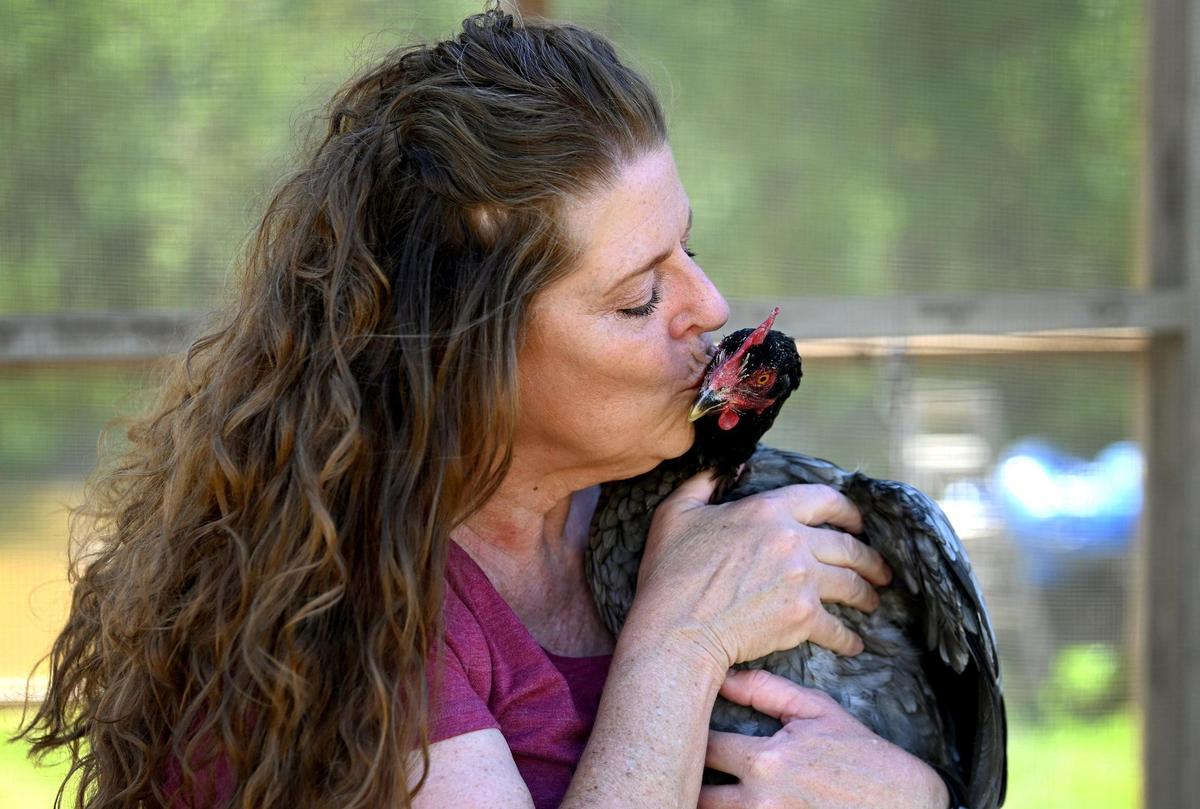 Blue, a Sapphire Gem chicken, receives a kiss from owner Mary Schroeder on Wednesday. Schroeder has been involved in a five-year legal battle with an HOA over her chickens.