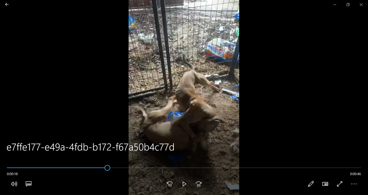 Two dogs fight during a training match at Delontay Moore’s home in Concord during December 2019. Photo courtesy of U.S. Attorney’s Office for the Middle District of North Carolina.