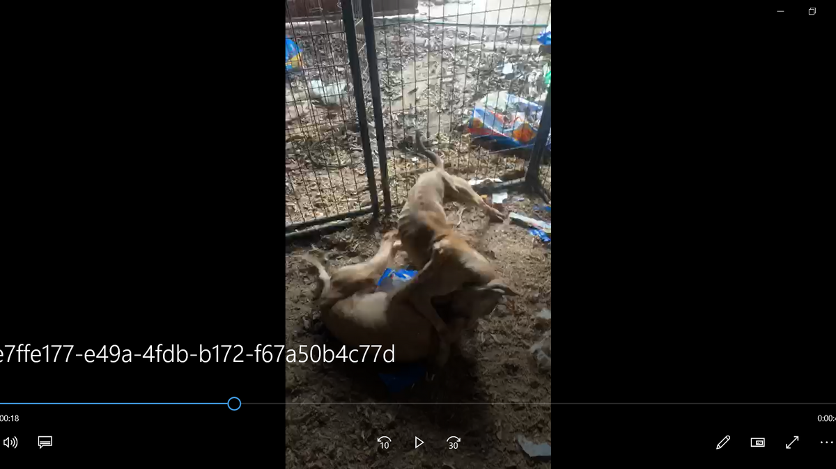 Two dogs fight during a training match in Concord in December 2019. On Thursday, in an unrelated case, two N.C. men were sentenced to prison on dog-fighting charges.