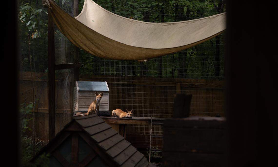 Two foxes in their outdoor enclosure at The Carolina Wildlife Conservation Center in Iron Station, N.C., on Tuesday, August 12, 2025.