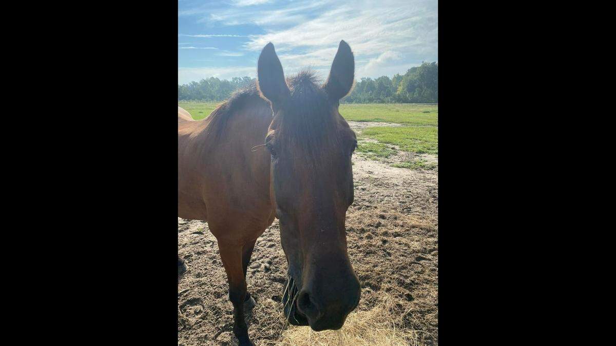 Wilmington Police horse Elton was hit and injured by a drunk-driving suspect on Saturday, Aug. 27, 2022, as the horse and his officer walked along a downtown street. The officer wasn’t hurt, police said.