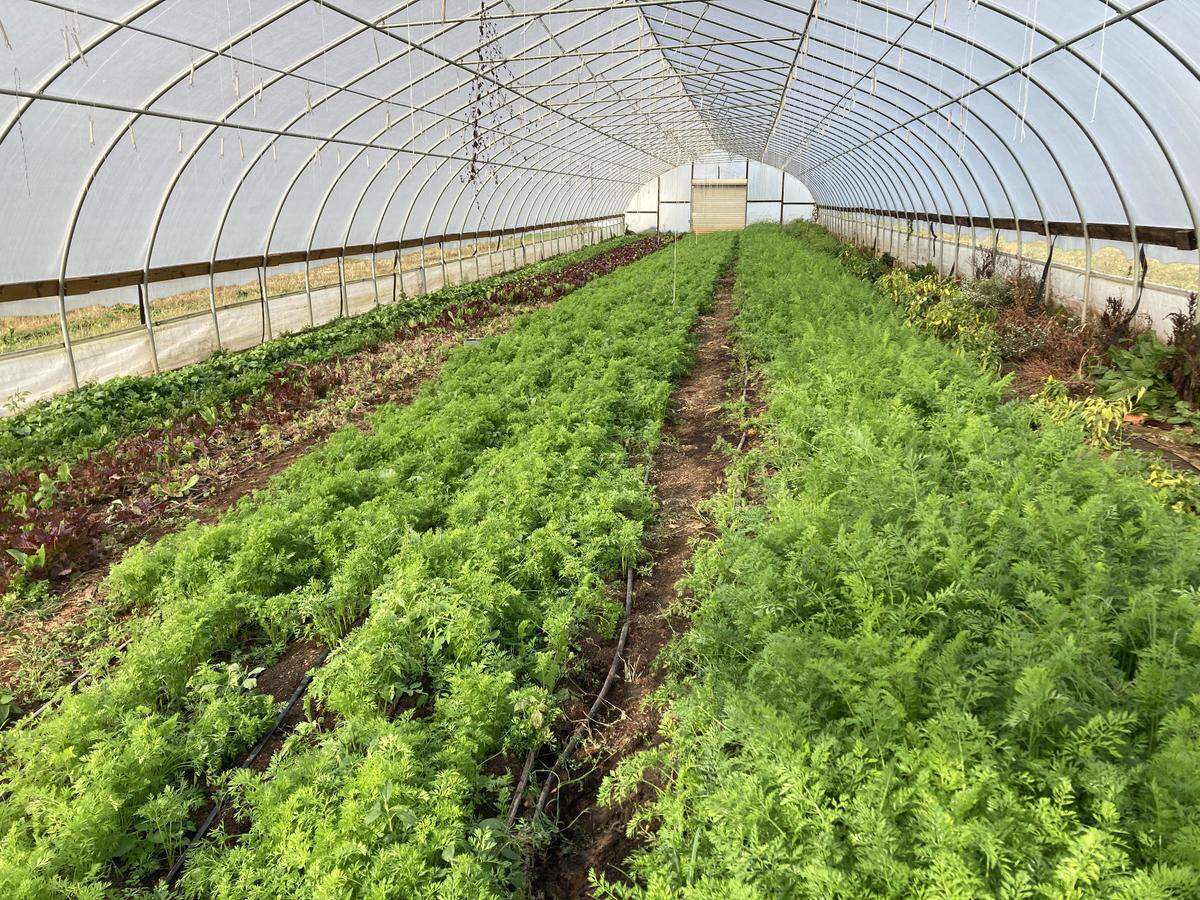 Harmony Ridge Farms is a family-run farm growing local produce including carrots in Tobaccoville.