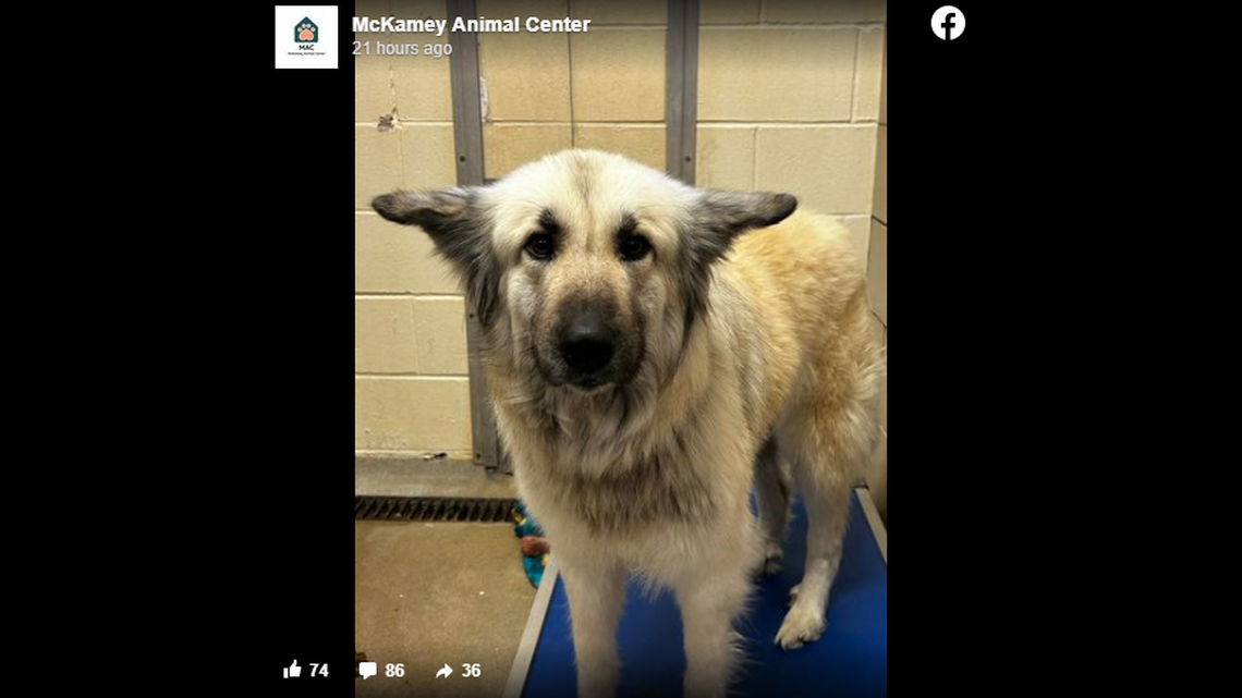 Lilo the dog was left behind with a heart-wrenching note on her collar, a Tennessee shelter said.