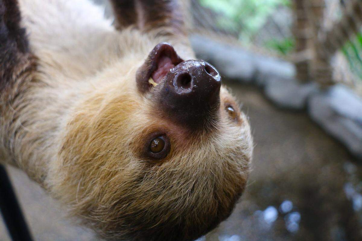 Zookeepers are expecting Fiona’s baby in May or June.