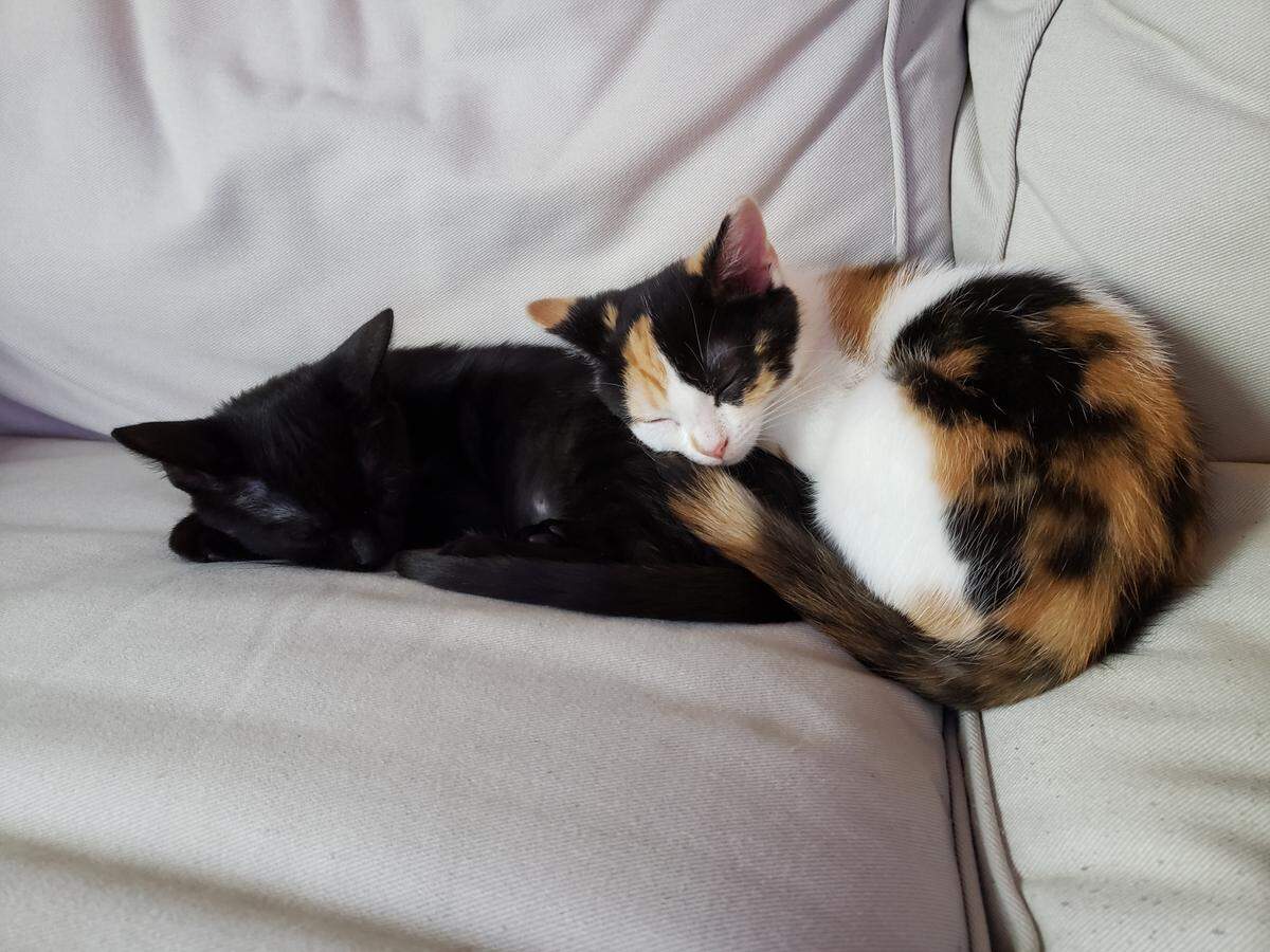 You can help cats like Asiago and Elm by dining out in Charlotte during Restaurants for Rescues.