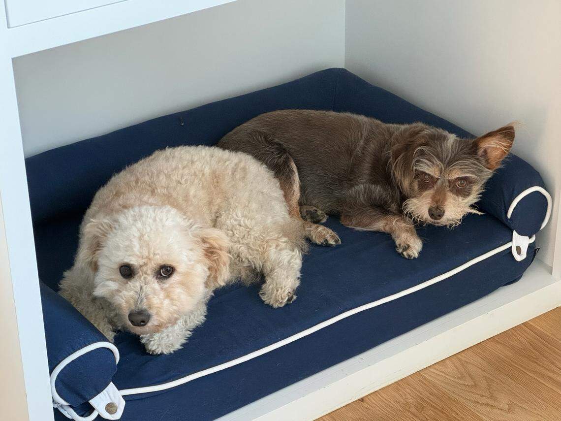 Hobie and his brother, Guinness, love to spend time together.