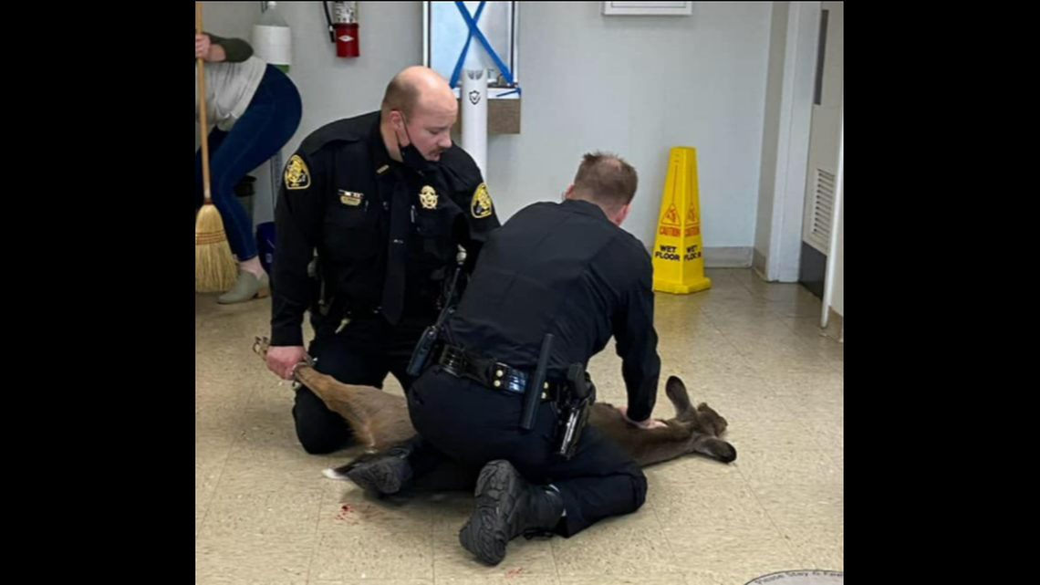 A crazed deer broke into the Transylvania County Courthouse in North Carolina, leading to an all out brawl in the hall of justice on Dec. 17.