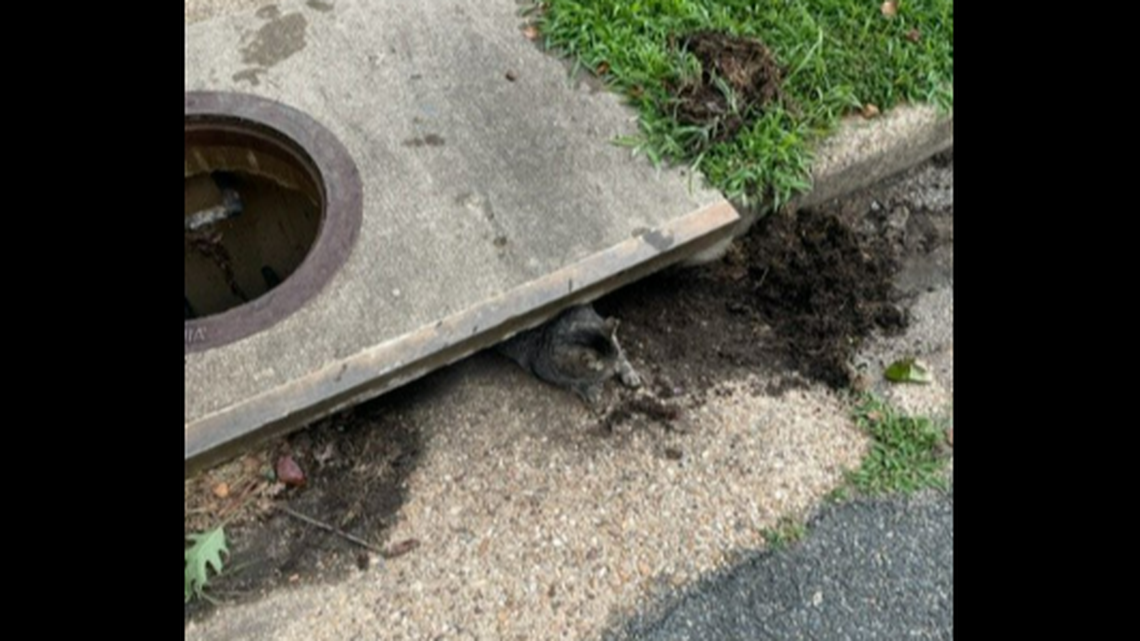 Photos shared by the Stafford County Sheriff’s Office show the predicament looked as ridiculous as it sounds, with the gray cat left sticking half out of the drain.