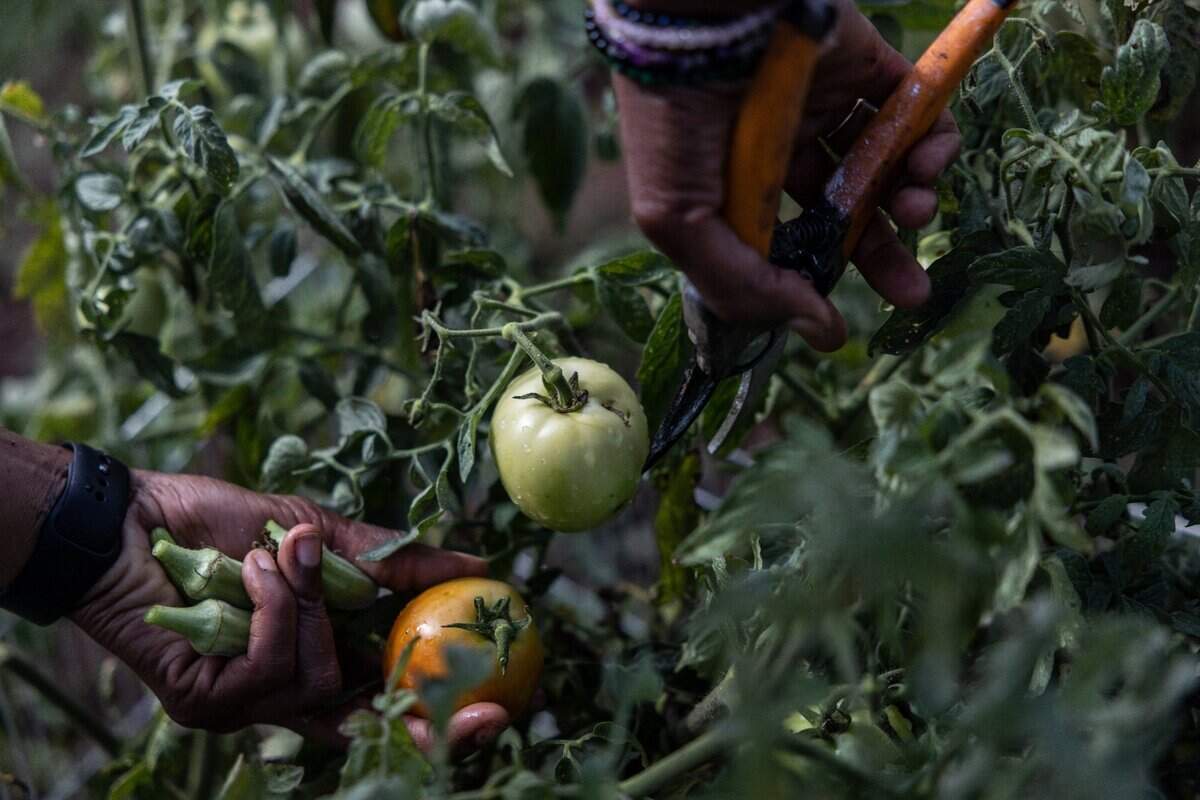 Xiomara Livingston picks tomatoes and okra from her plot at Reedy Creek Community Garden.