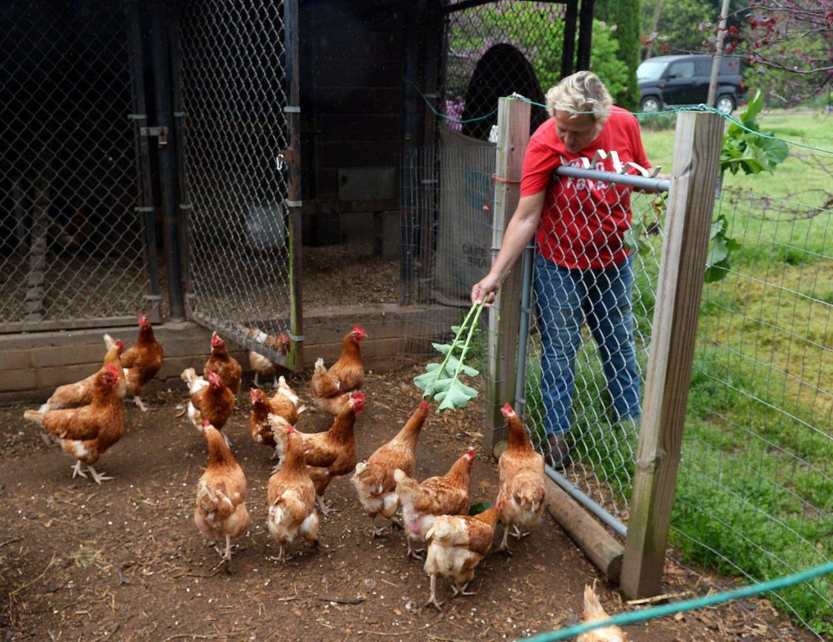 Kim Shaw, owner of Small City Farm in Charlotte, says the farm is being negatively impacted by USDA grant cuts under the Trump Administration. These cuts impact the farms ability to do business and harms programs that provide produce to food banks, local schools and more. Shaw was photographed spreading compost, watering seedlings and tending to her egg-laying hens, that she says love collard greens. at the farm on Apr. 3.