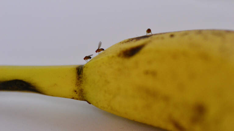 Fruit flies invading your Macon home? Here’s how to get them out for good