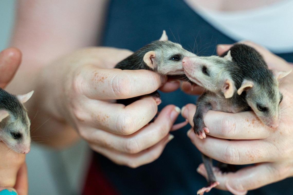 Baby possums will interact with people only for a short period of time so they do not acclimate to the temporary shelter of Carolina Wildlife Conservation Center.