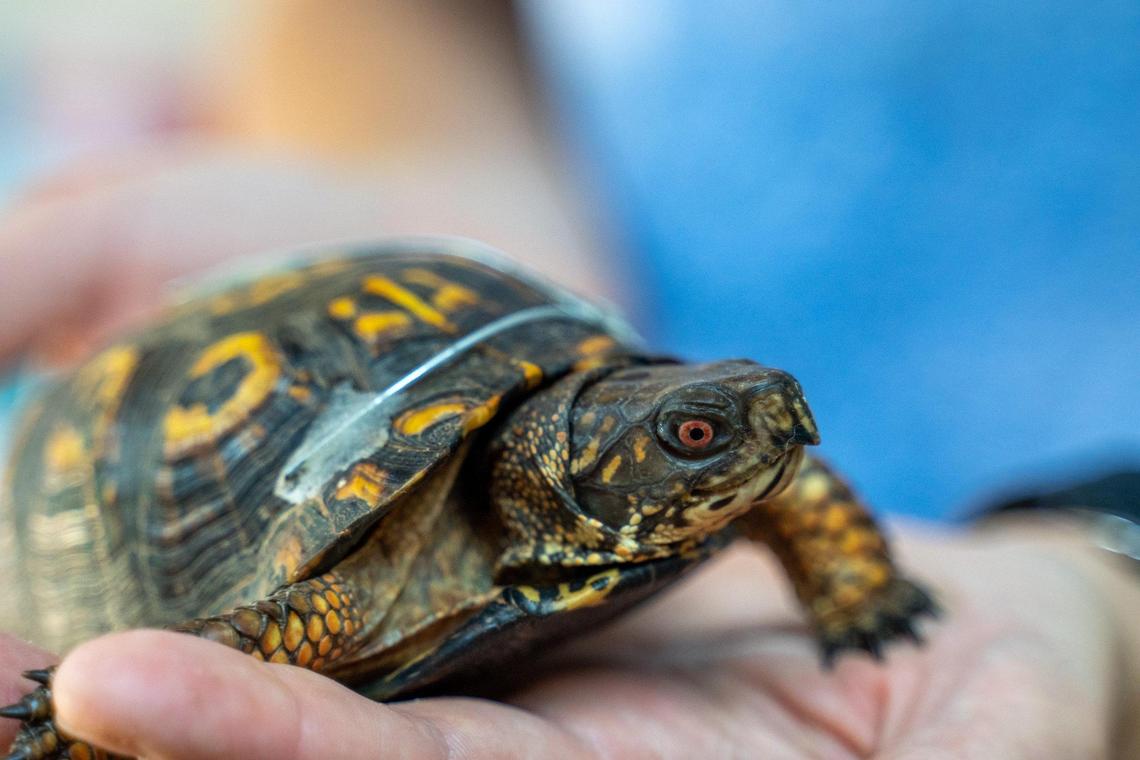 Turtles often wander onto roads so their shells need some major repairs. This box turtle is getting help from Carolina Wildlife Conservation Center.