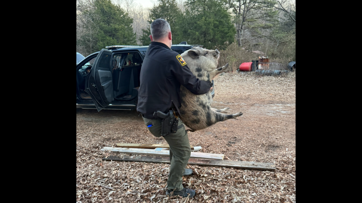A deputy with the Rutherford County Sheriff’s Office carried the 80-pound pig to his patrol car after forcing it to leave someone’s home. 