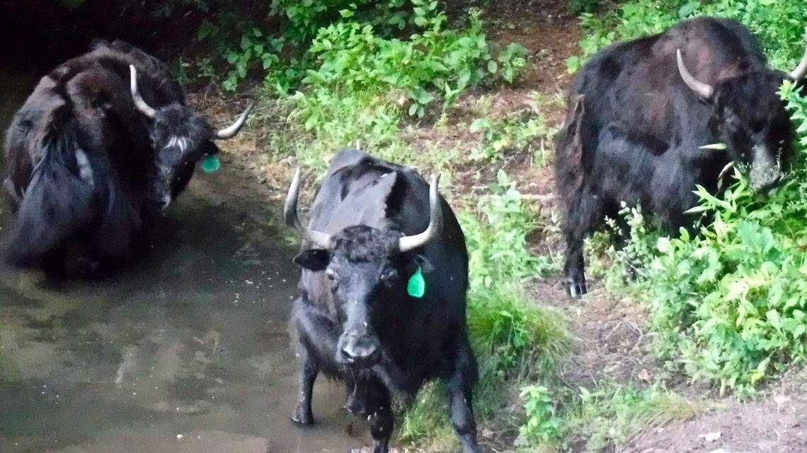 The three rampaging yaks that kept a community in Massachusetts on edge this week.