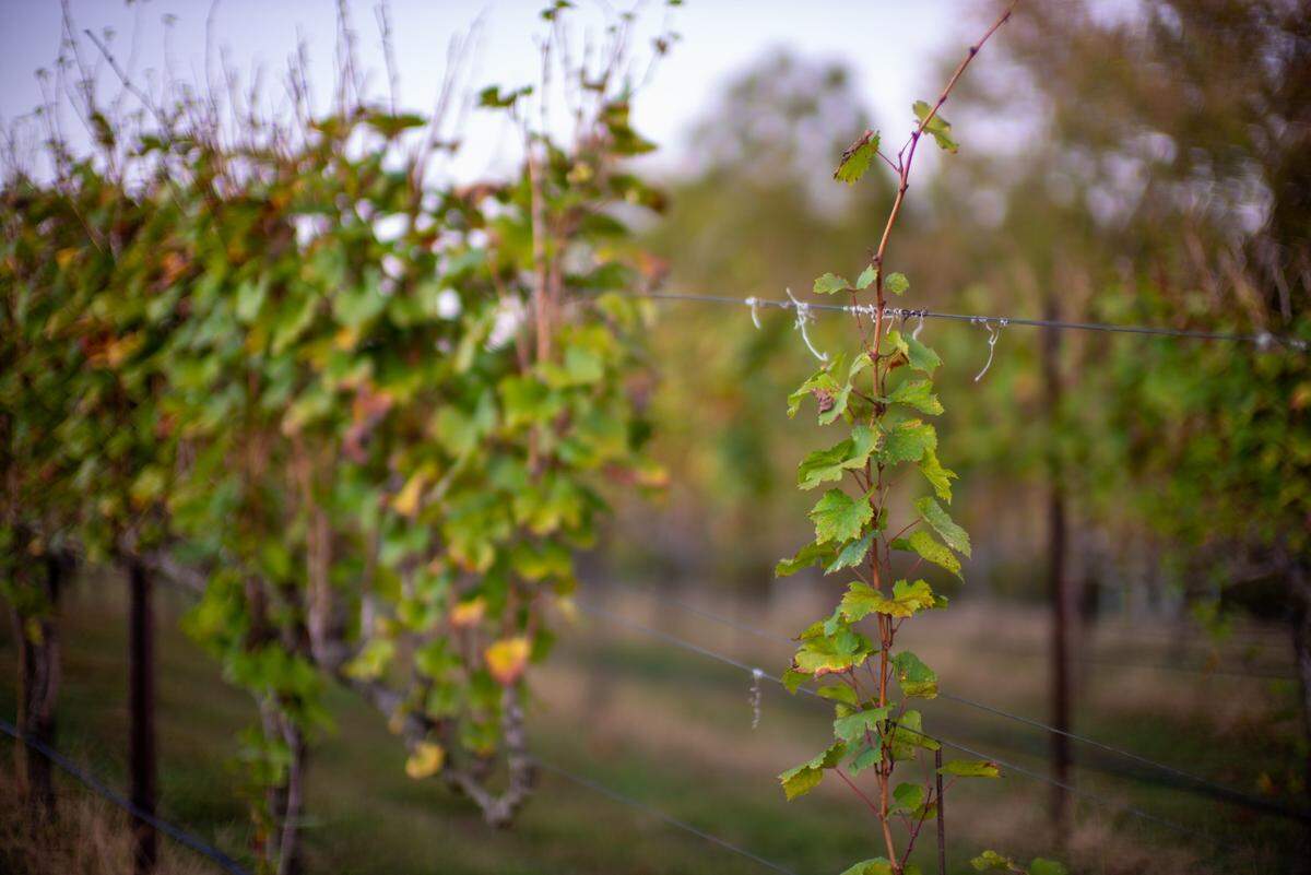Davesté Vineyards has recently added a permanent food truck that pairs the food with its wines.