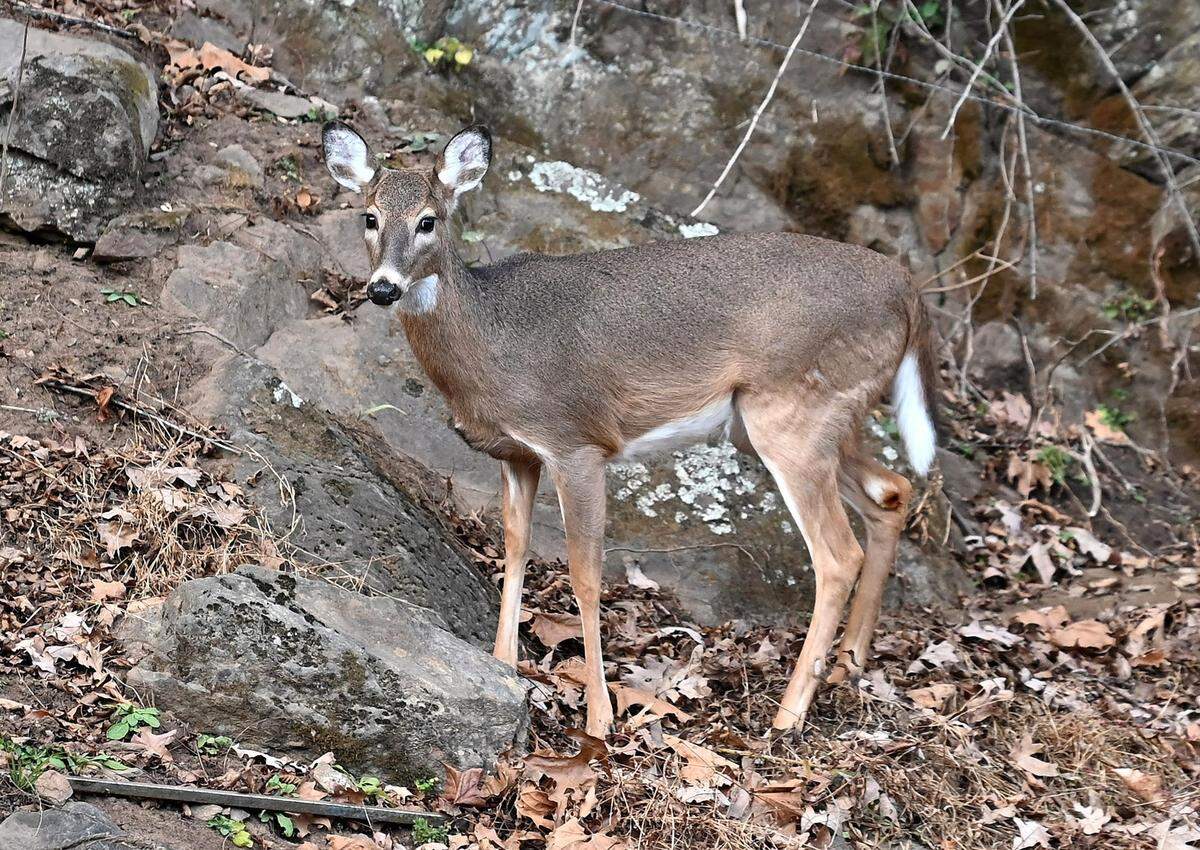 A doe stands along the roadside in Burnsville, NC on Monday, November 25, 2024. October through December is the most common time that vehicles strike deer in North Carolina.