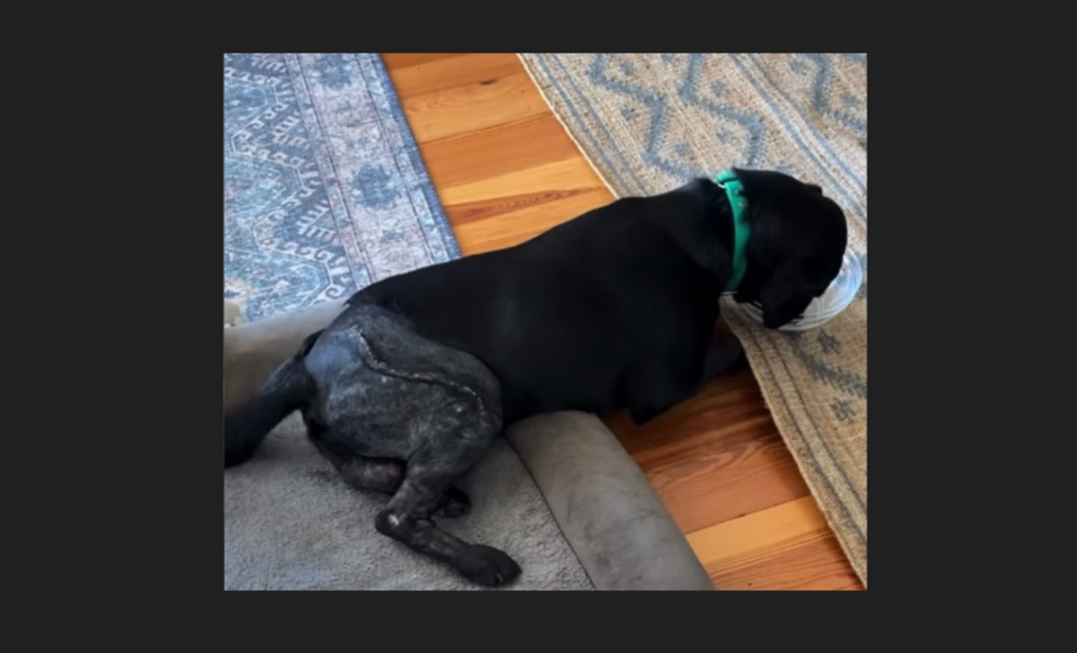 The attack left Strike with a broken leg and a series of puncture wounds, WECT reports.