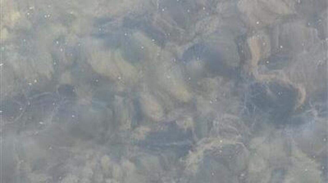 Duke Energy: No toxic algae found at Lake Norman site where state said it was