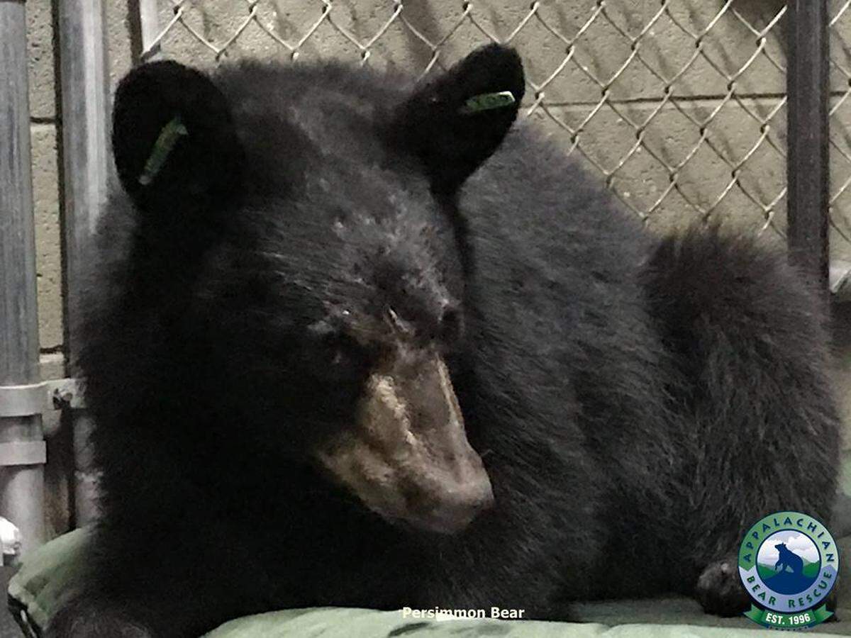 Persimmon could be released back into the wild later this year if she continues to recover.