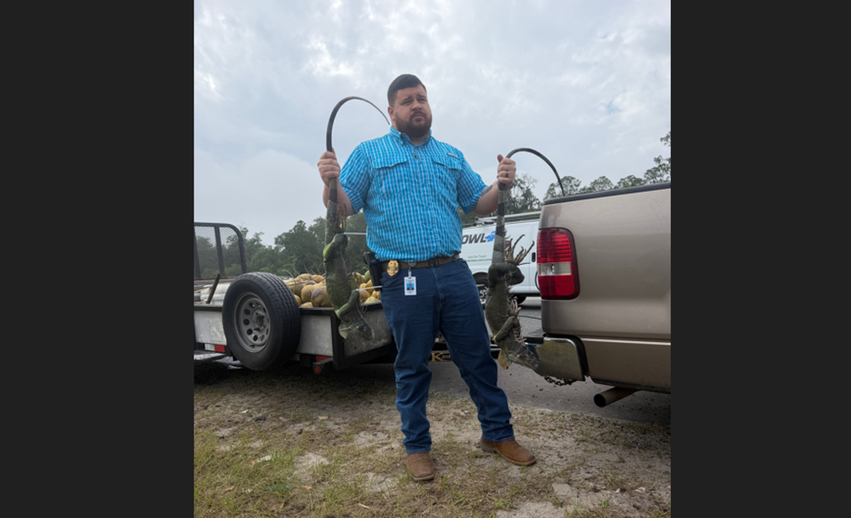 A search of the pickup revealed the lizards were alive and had their legs bound, officials said. Iguanas are an invasive species from Central and South America, known to reach 5 feet in length.