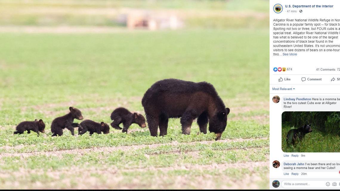 Outer Banks sits next to one of largest bear concentrations in Southeast, experts say