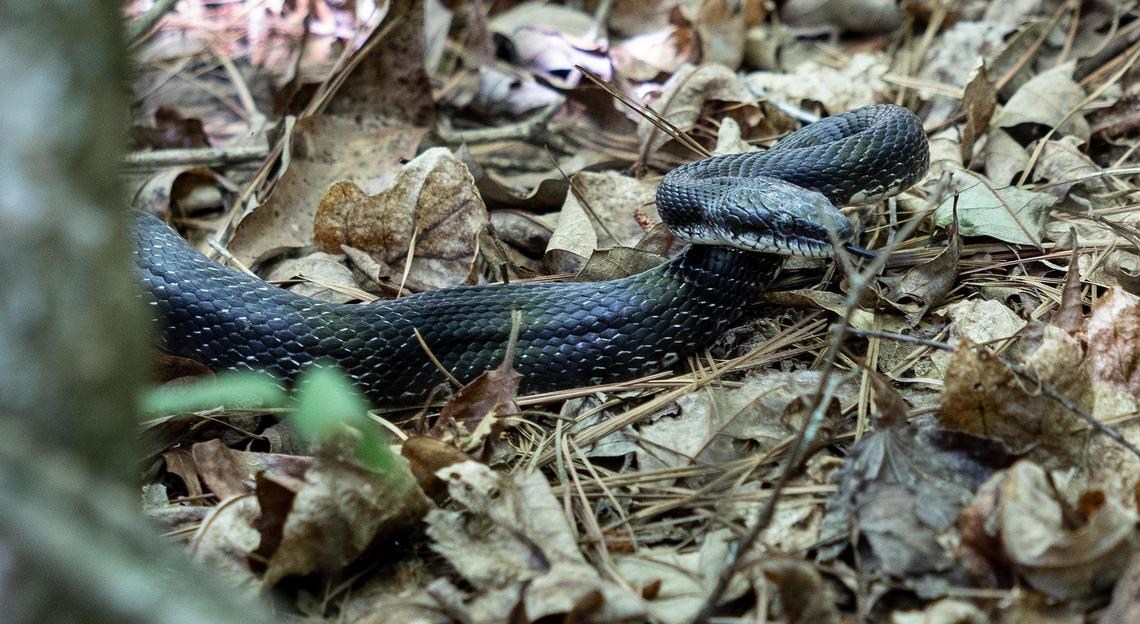 A snake moves through the woods at Mountain Creek Park in Sherrills Ford, N.C., on Thursday, June 9, 2022.