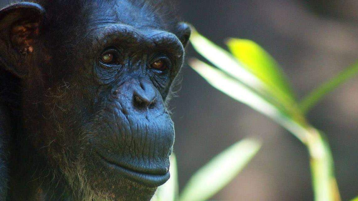 Ruthie -- one of the original chimpanzees at the N.C. Zoo -- was “humanely euthanized” Thursday after nearly 40 years of drawing the admiration of thousands of visitors.