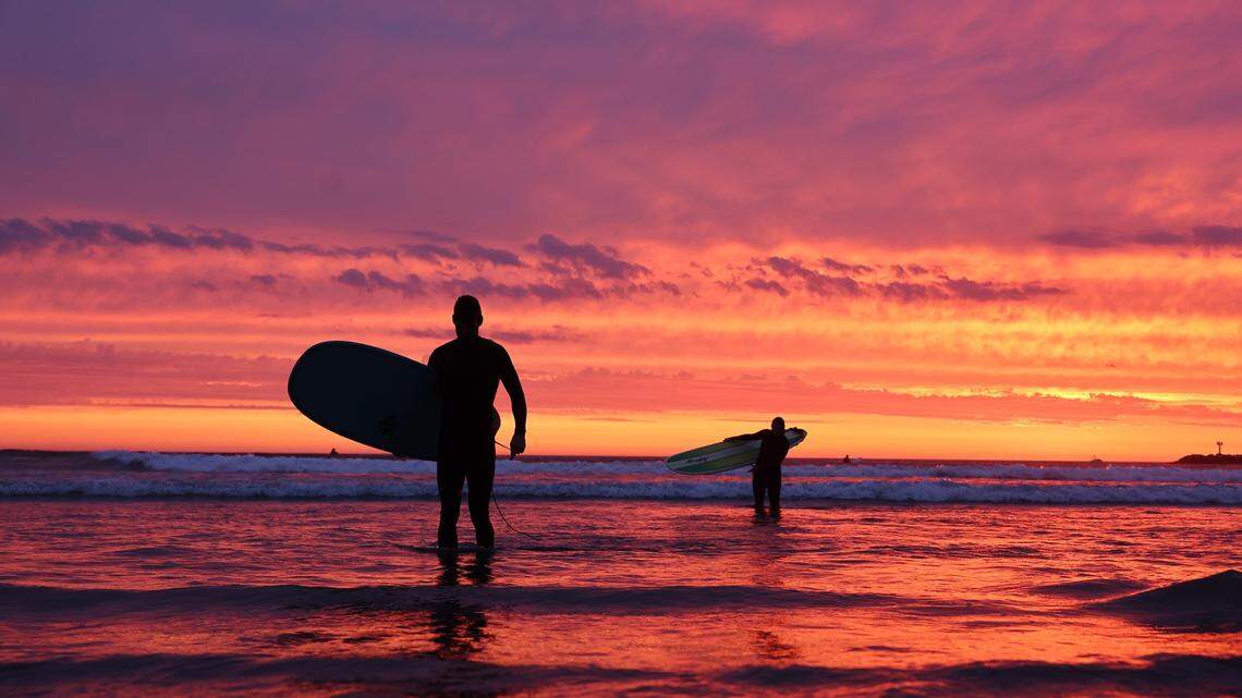Rare Purple Sea Creature Is Washing Up on San Diego Beaches
