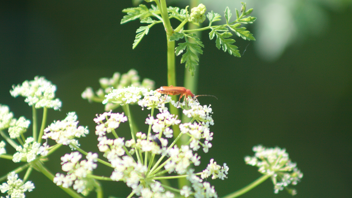 Spotted water hemlock, also known as cicuta maculata.