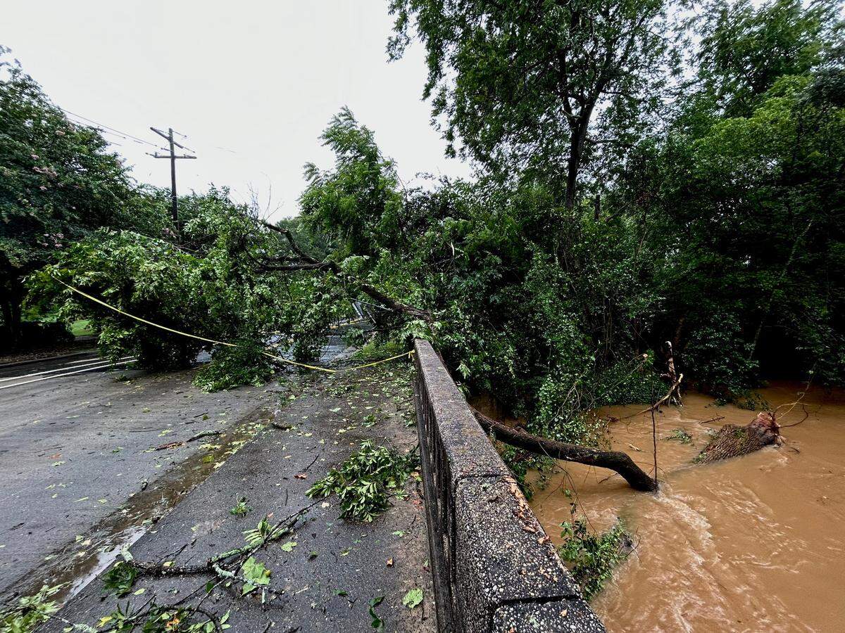 A tree fell on Hillside Avenue in Charlotte on Thursday, August 8, 2024, as heavy rains from Tropical Storm Debby passed through the area.