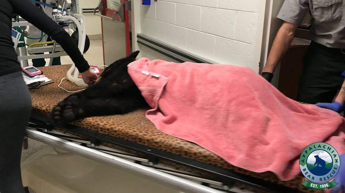 A bear cub was hit by a car in the Great Smoky Mountains National Park.