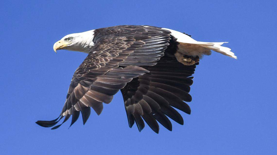 This photo of a bald eagle was taken by Anders Gyllenhaal. The bald eagle is a North American conservation success story. Gyllenhaal and his wife Beverly will talk about their new book on bird conservation, ”A Wing and a Prayer: The Race to Save Our Vanishing Birds,” May 10 at 7 p.m. at Quail Ridge Books in Raleigh. 
