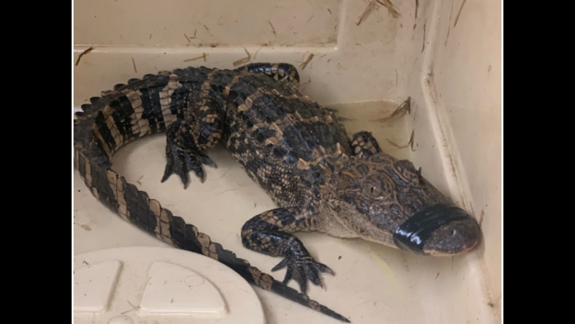 How did an alligator end up in High Rock Lake in NC’s Uwharrie Mountains?