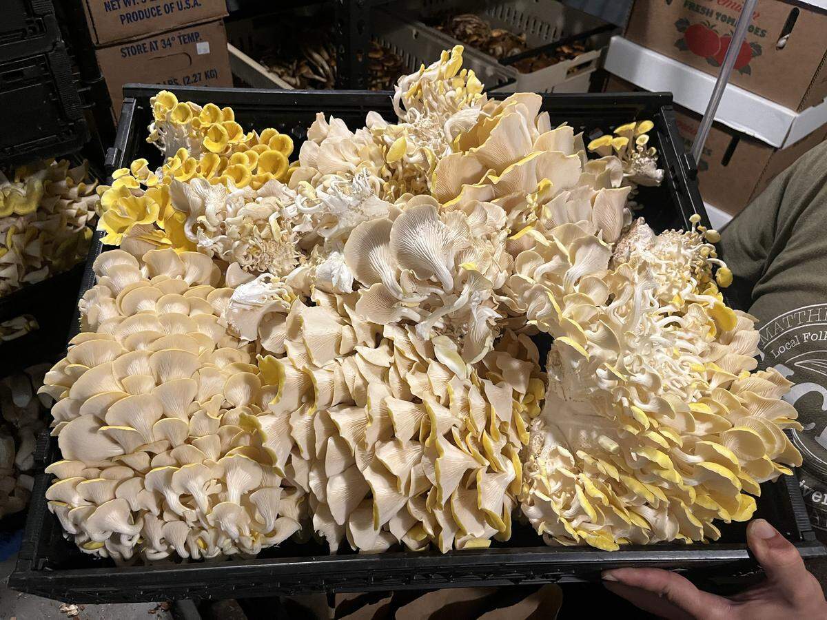 Local mushrooms are packed up and ready to find their way to local tables.