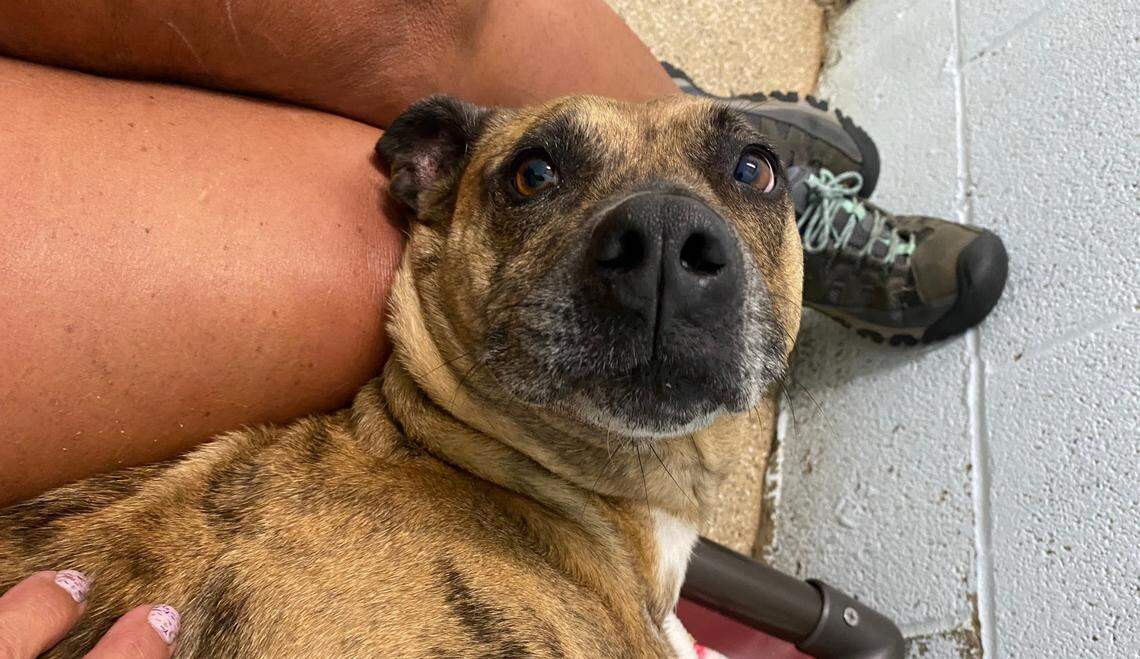 Potential adopters for Gatty will need to visit with her at least three to four times at the Humane Society of York County and move on to supervised walks with her with a staffer.