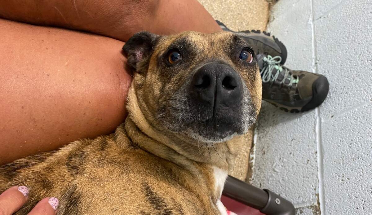 Potential adopters for Gatty will need to visit with her at least three to four times at the Humane Society of York County and move on to supervised walks with her with a staffer.