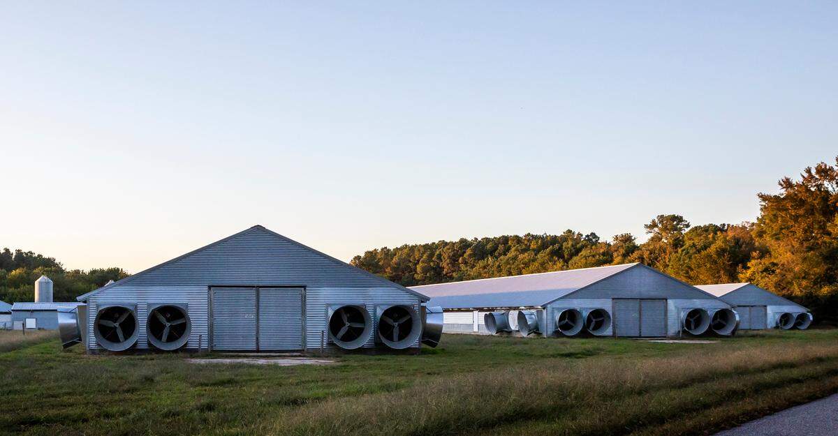 Poultry houses sit along a roadway near Salisbury, Maryland. Public officials in that state — unlike those in North Carolina — release information about the locations of poultry barns, how many birds they hold and other key information. That data has allowed researchers to study how much ammonia those farms are releasing into the air near the Chesapeake Bay.