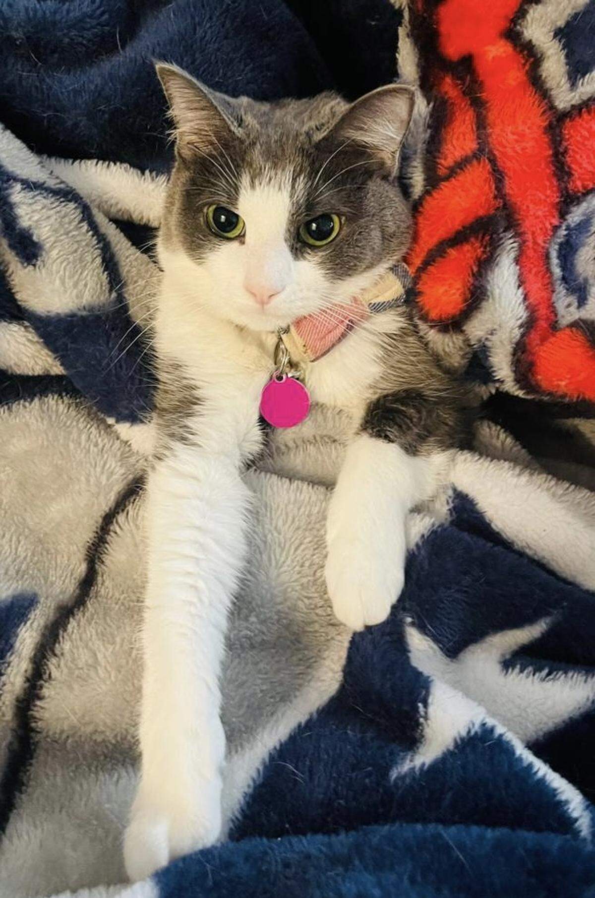 Sage was named a finalist in The Charlotte Observer’s “cutest cat in Charlotte” contest in fall 2024.