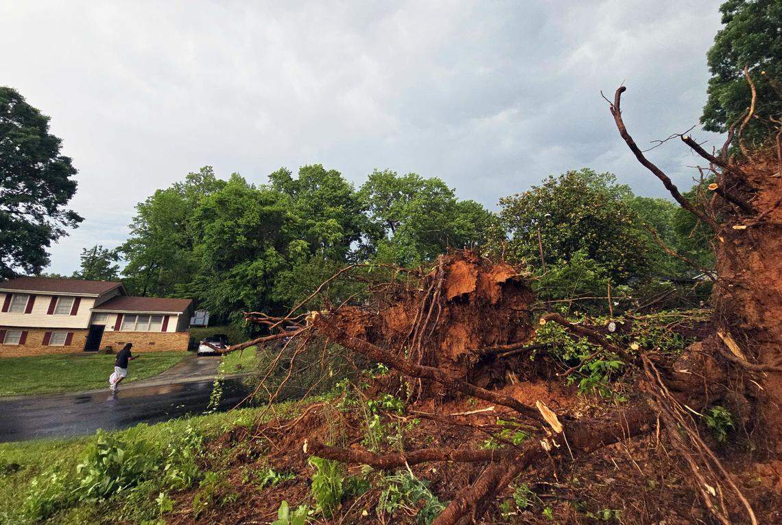 An uprooted tree is seen on Northbrook Drive in Charlotte Wednesday afternoon, May 8, 2024. Severe storms with potentially damaging straight-line winds pummeled the Charlotte region on Wednesday, with a chance of hail “larger than golf balls,” according to the National Weather Service.