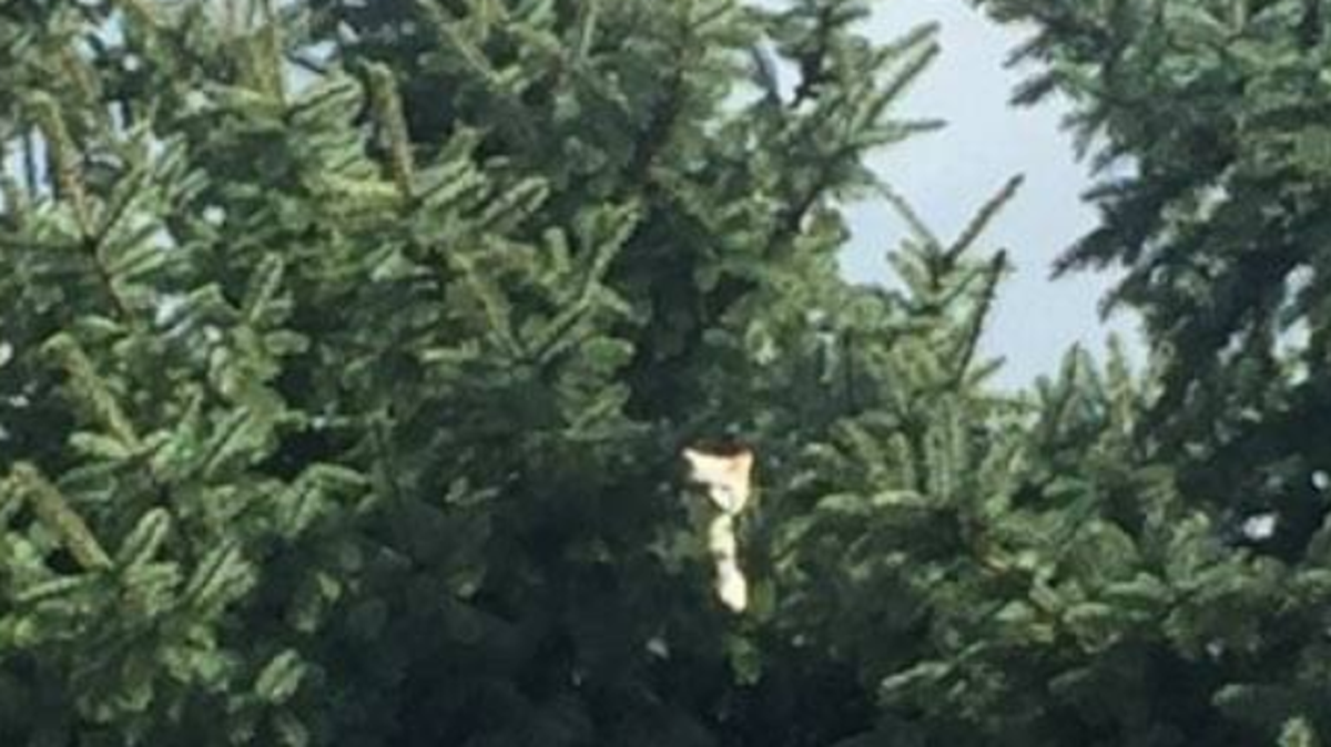 Fluffy the kitten was stuck in the top of a pine tree for three days, after being dropped by a hawk.