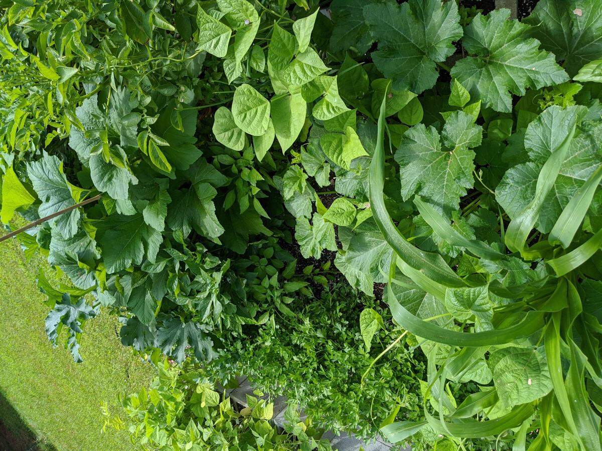 Get gardening tips from Summer Survival 101 at Renfrow Farms in Matthews on July 13.